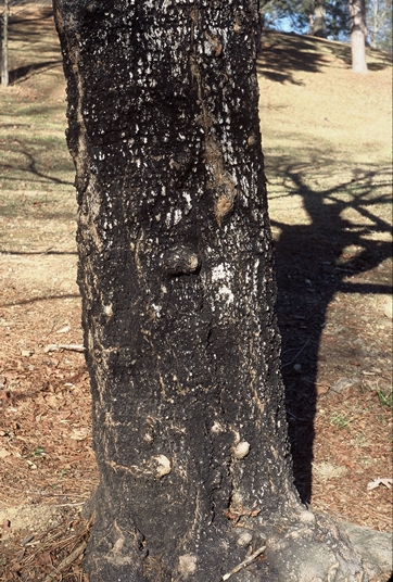 {Acer leucoderme}